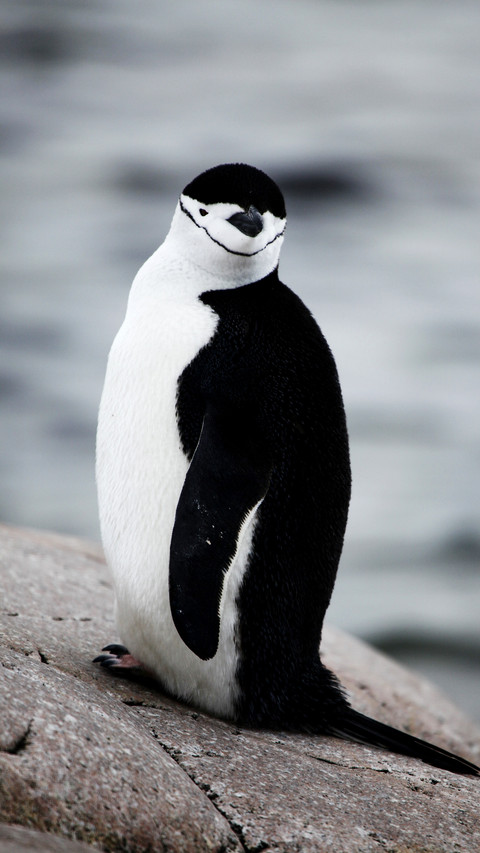 Antarctic hatband penguin fishing preview