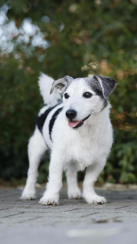 Dog483 preview