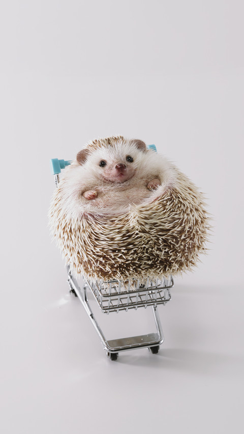 How much do you know about hedgehog 6 preview