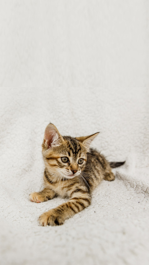 Kitten striped sitting on a white background preview