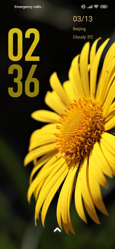 daisy yellow preview