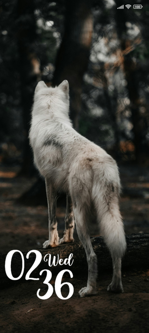 White Dog preview