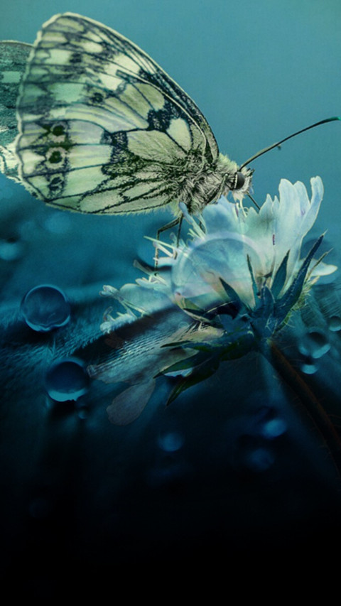 Butterfly (10) preview