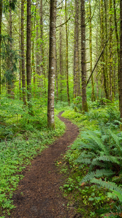Forest Country preview