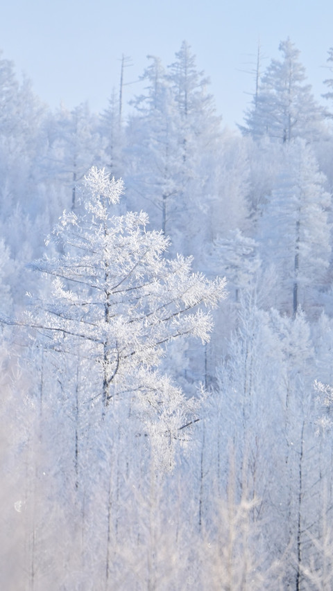 When snow falls quietly in the forest preview