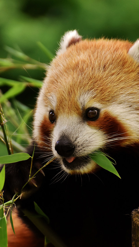 Ailurus fulgens (6) preview