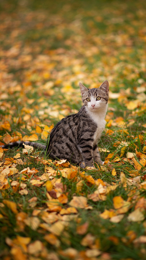 Cat Sitting on The Grass Covered With Leaves preview