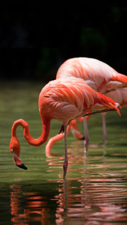 Places with the largest number of flamingos in the world 53 preview
