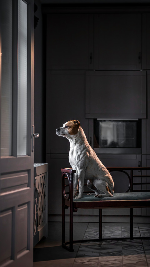 Dog Sitting on A Chair And Looking Out The Window preview