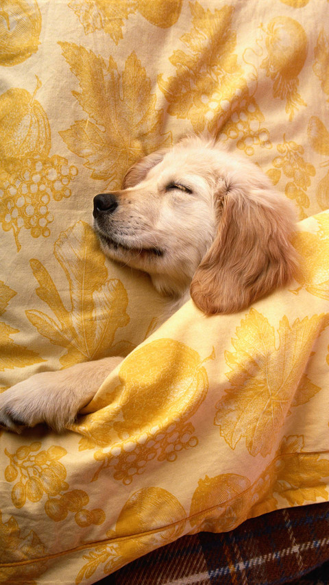There are cute pets and sleeping elves at home preview