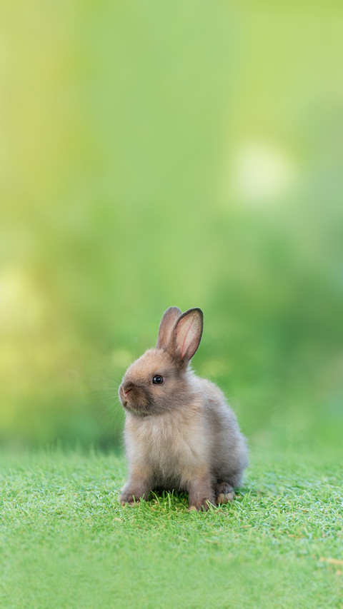 Adorable Fluffy Baby Bunny Rabbit Sitting on Green Grass preview