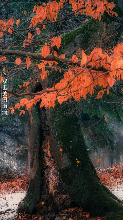 发财树 preview