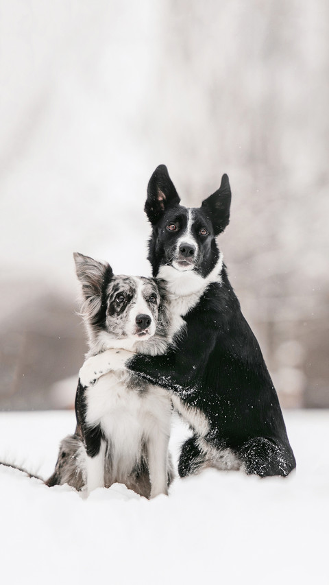 two border collie dogs hugging outdoors in winter preview