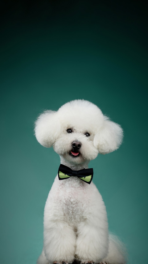 Its not your imagination that dogs are jealous preview