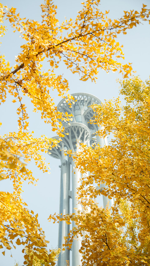 Will you buy ginkgo bouquets 21 preview