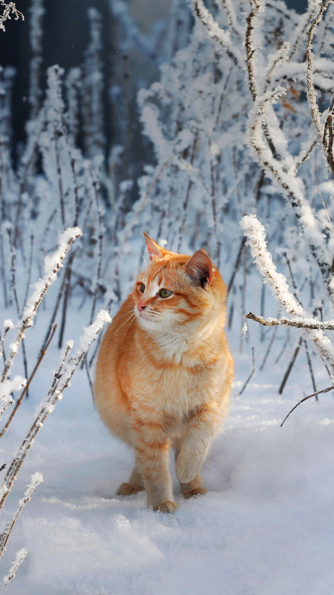 An Orange Cat Walking in The Snow preview