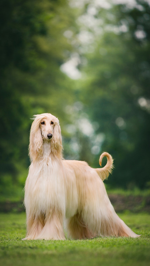An Afghan Hound Standing on The Grass preview