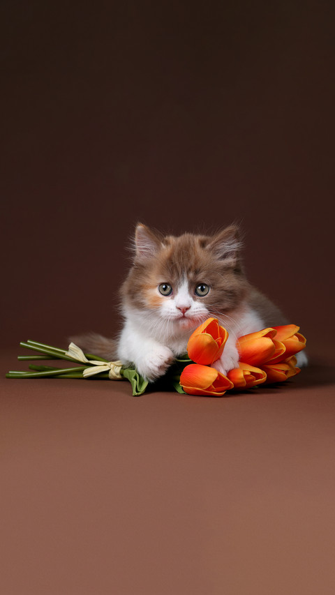Cute fluffy kitten with tulips on a brown background preview