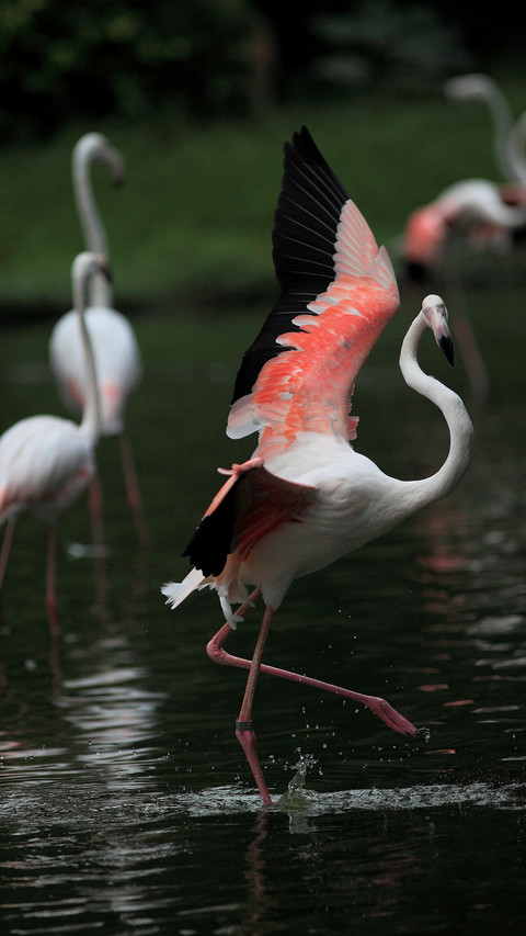 Dancing gracefully with flamingos preview