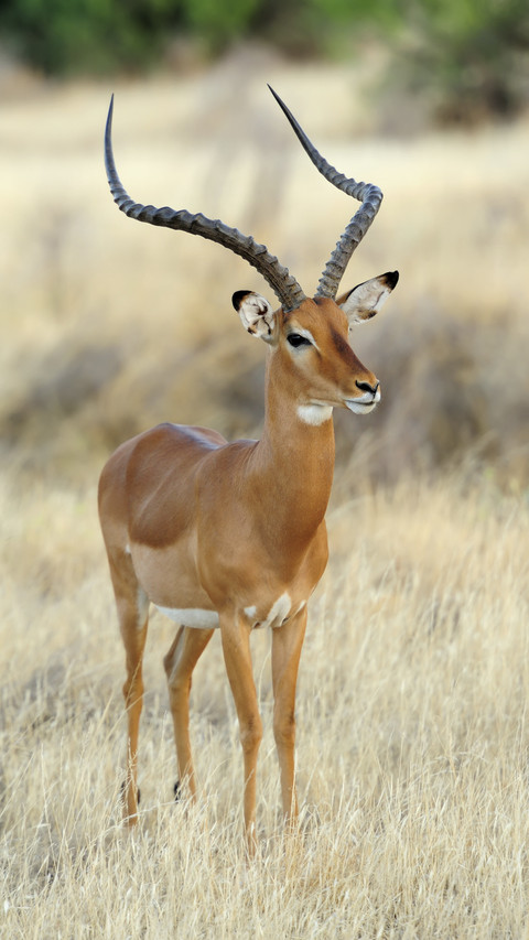 Impala with Long Horns preview