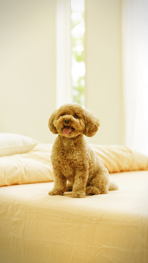 Dog wagging its tail represents happiness preview