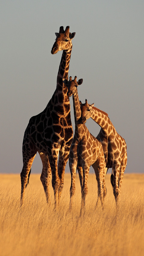 A giraffe with long legs and neck preview
