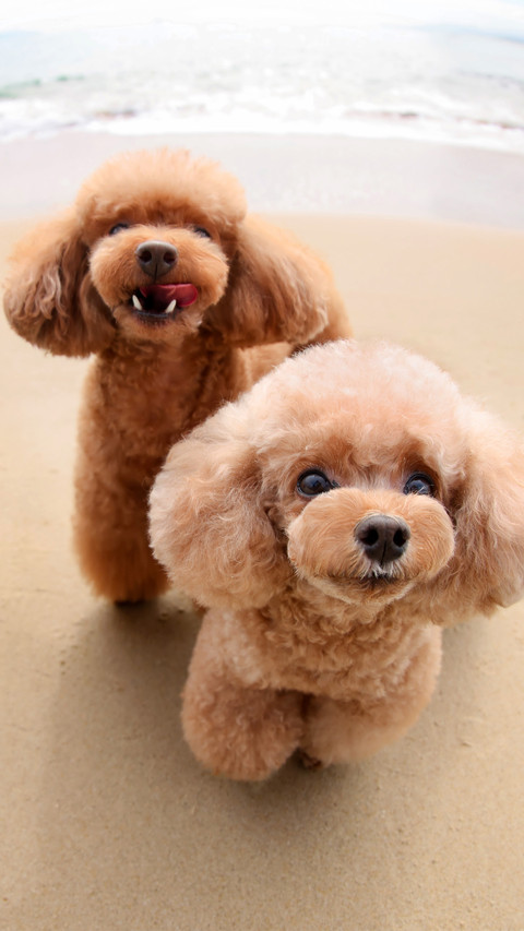 Two poodles by the seaside preview