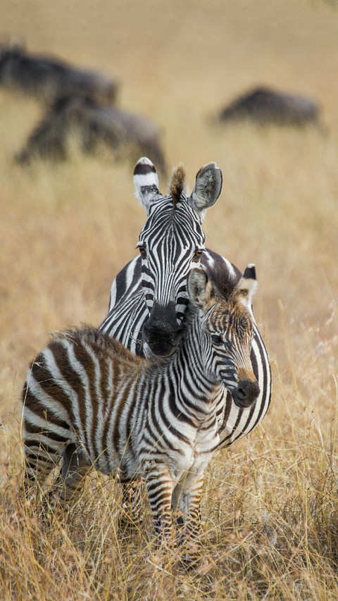 Zebras in Africa preview