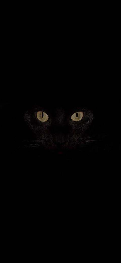 黑猫 preview