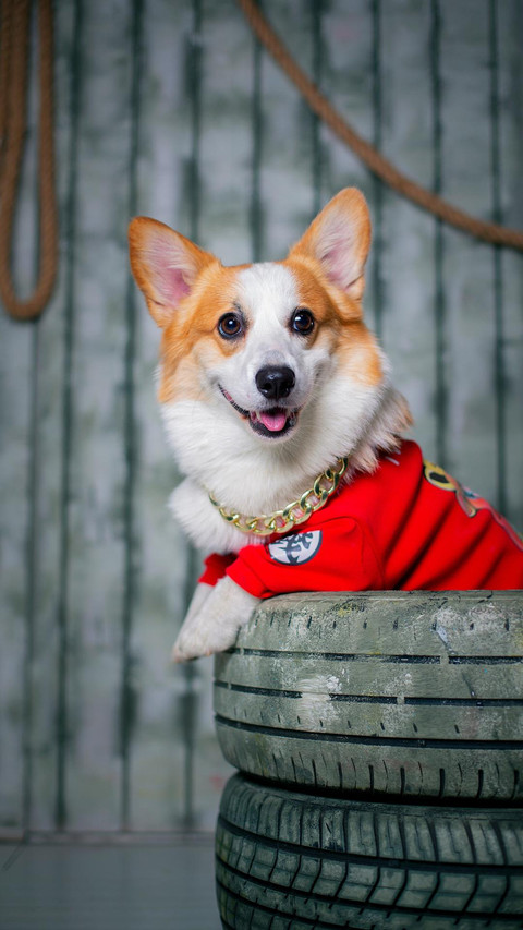 最受欢迎的家养犬 preview