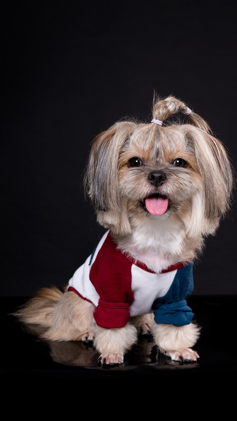 西施犬 preview