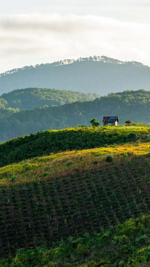 Moka Coffee Farm Sunrise preview