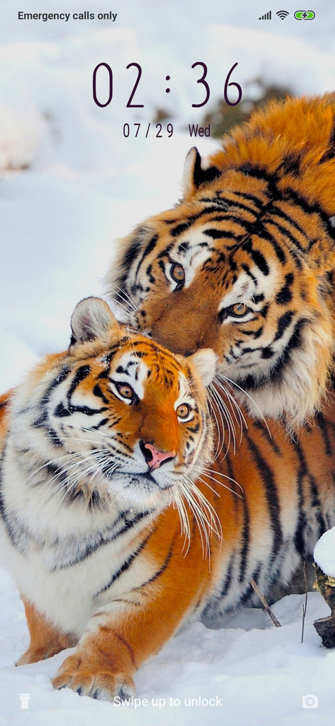 Tiger on snow_3MDS preview