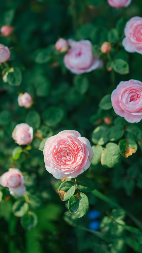 Remember to raise roses in may preview