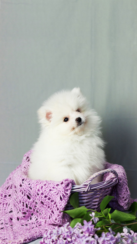 Pomeranian spitz. Cute puppy preview