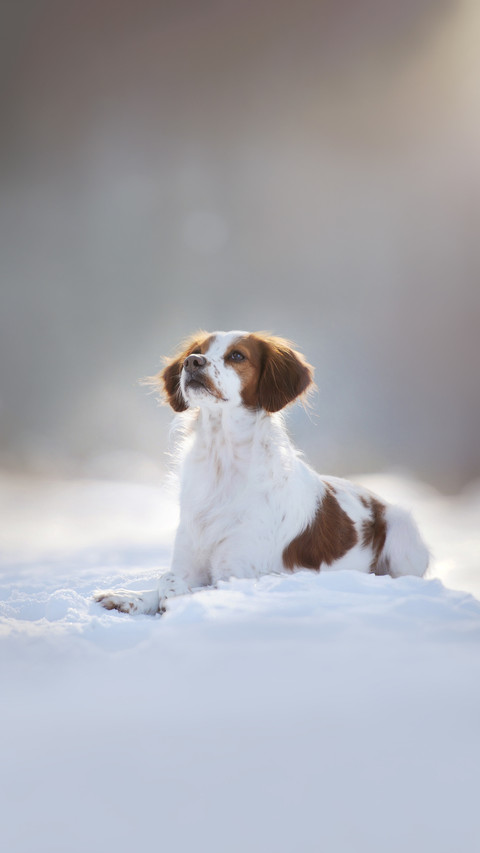 Breton dog in snowy landscape preview