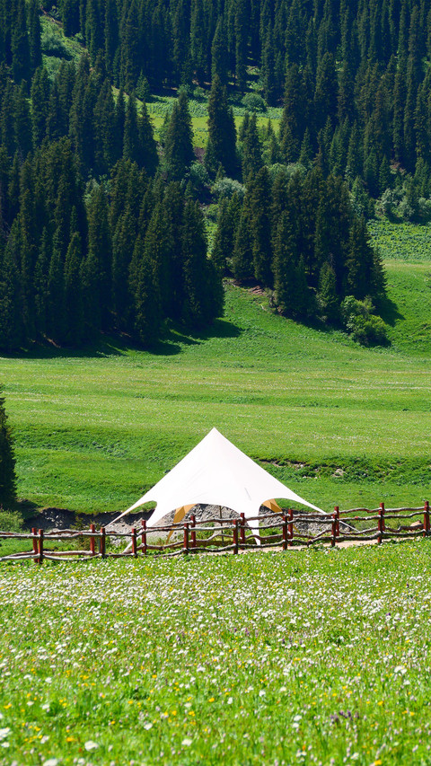 Grassland pine forest preview