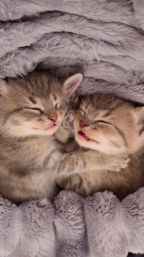 Two kittens are sleeping in the blanket preview