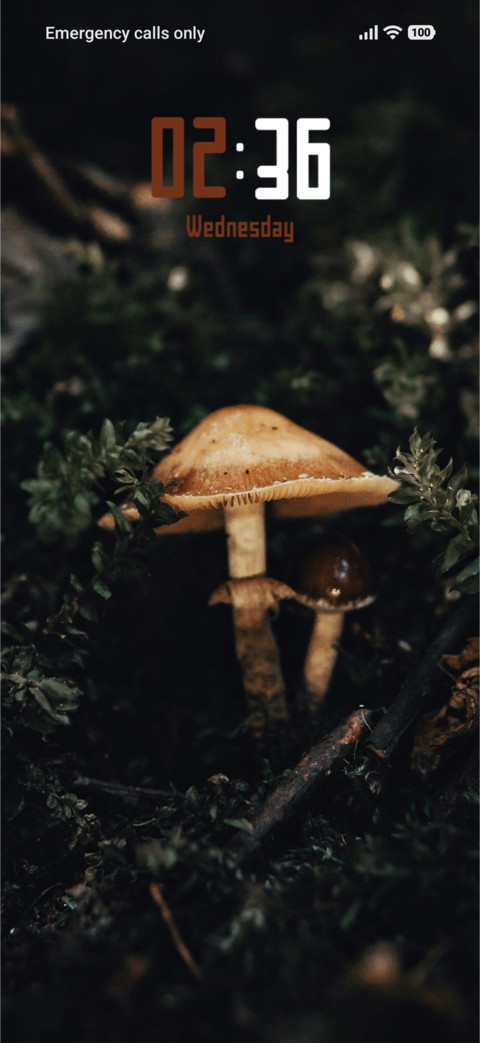 Fairy Msuhrooms preview