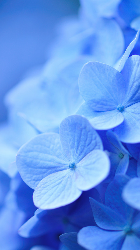 What should we pay attention to in macro photography 38 preview
