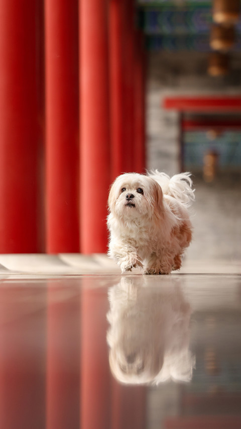 Why Pet Dogs Like Barking 4 preview