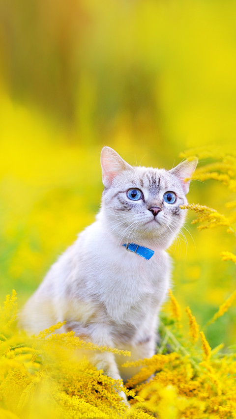Pretty blue eyed cat at yellow flowers meadow preview