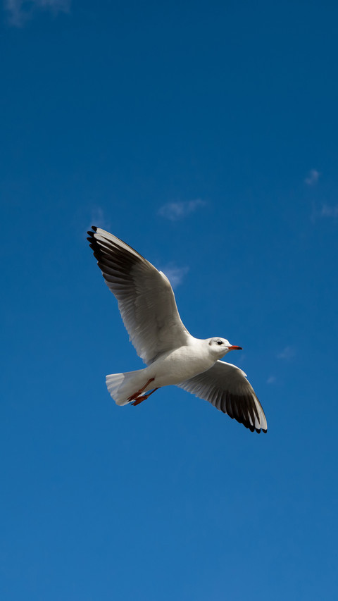 Seagulls under the blue sky preview