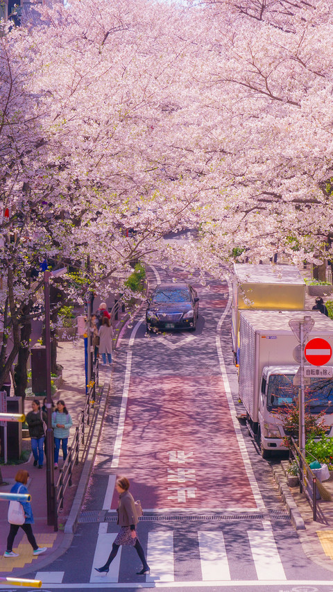 Cherry Blossom Season preview