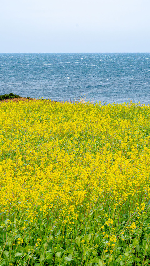 Rape flowers bloom on the blue coast preview