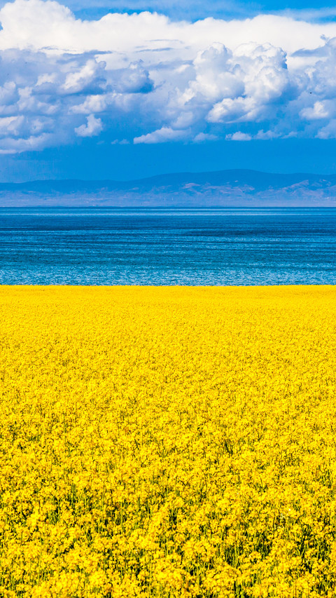 Flower sea tourism drives income growth preview