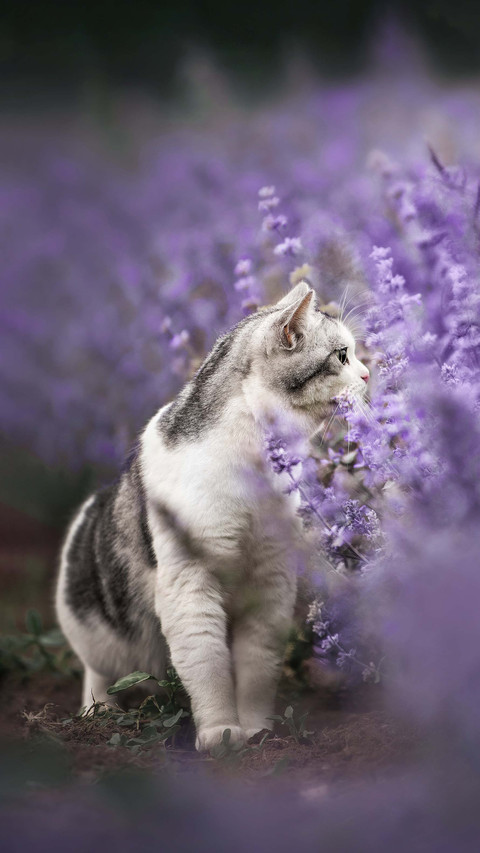The amazing jumping ability of cats preview