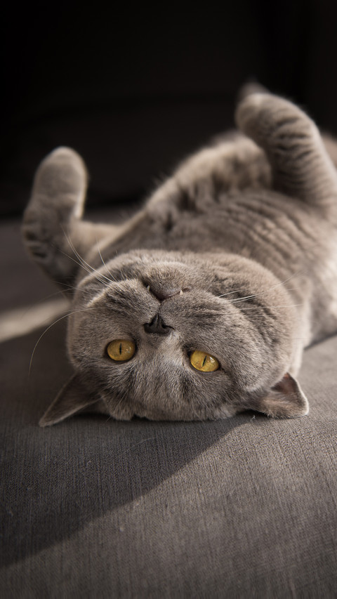 Blue cats are also divided into several types preview