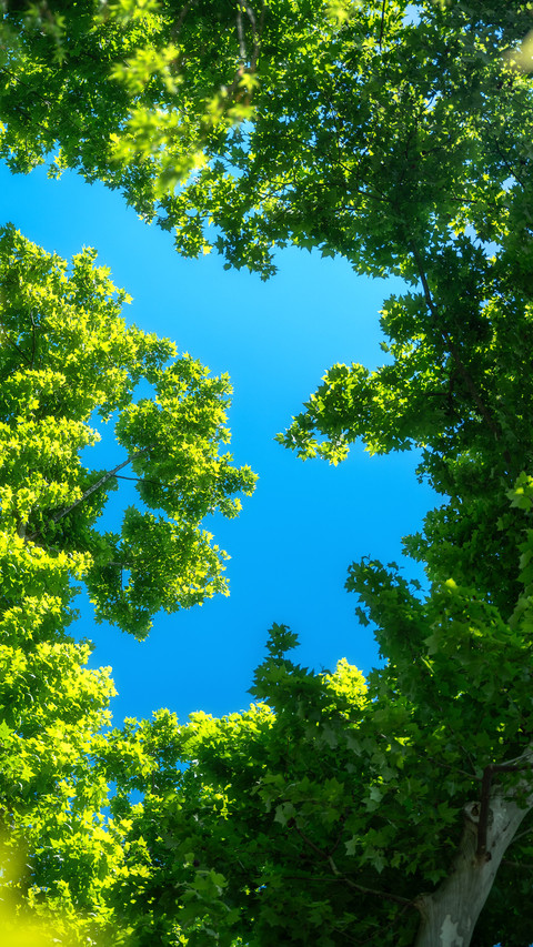 Look up and step into the summer green realm 2 preview