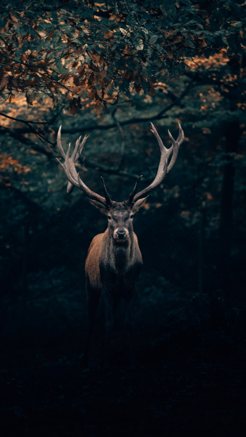 Deer (1) preview